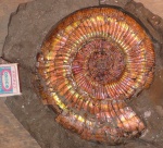 Dichotomoceras со спирально окрашенной перламутровой раковиной