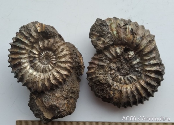 аммониты, мезозой, нижний мел, Riasanites, берриасский ярус