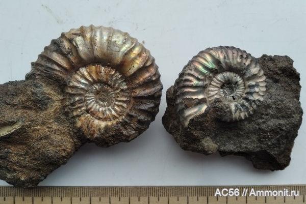 аммониты, мезозой, нижний мел, берриасский ярус, Riasanella