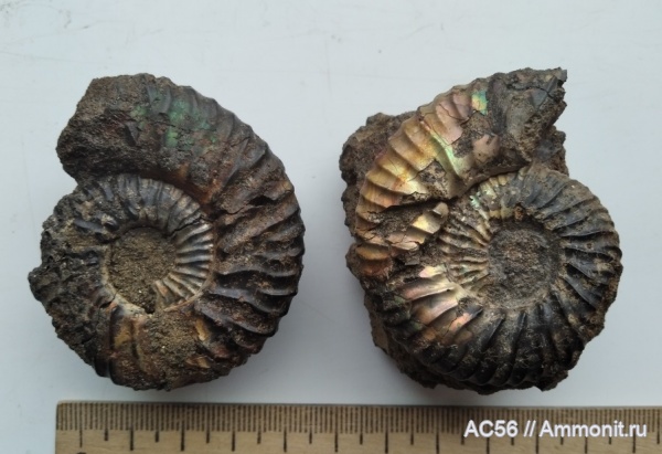 аммониты, мезозой, нижний мел, берриасский ярус, Riasanella