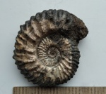 Malbosiceras nikolovi Le Hegarat