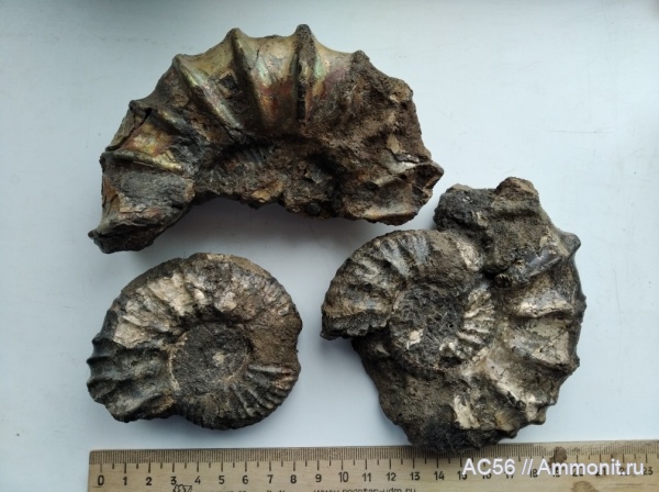 аммониты, мезозой, нижний мел, Malbosiceras, Subalpinites, берриасский ярус