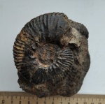 Subalpinites faufieformis Mitta