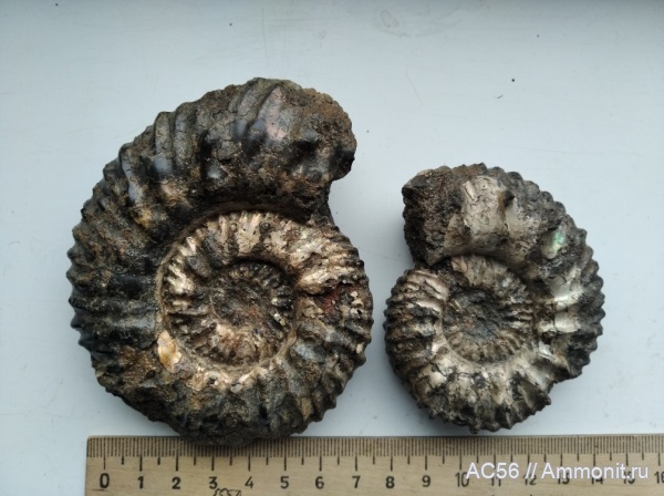 аммониты, мезозой, нижний мел, берриасский ярус, Mazenoticeras ceccai