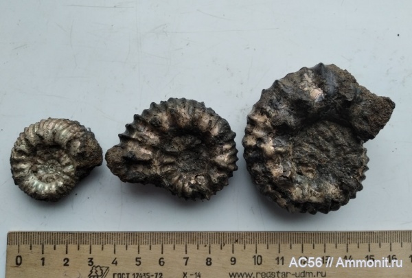 аммониты, мезозой, нижний мел, Pomeliceras, берриасский ярус
