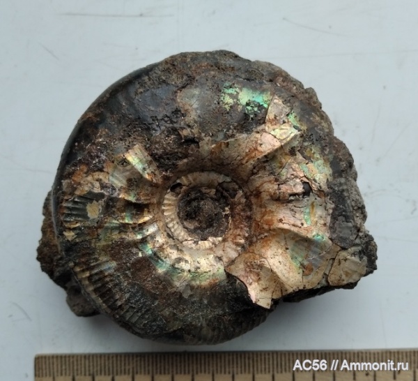 аммониты, мезозой, нижний мел, берриасский ярус, Pseudocraspedites