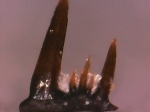 Половинка зуба Denaea