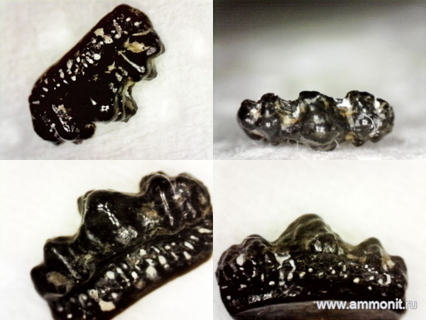 рыбы, нижний карбон, стешевский горизонт, зубы рыб, Заборье