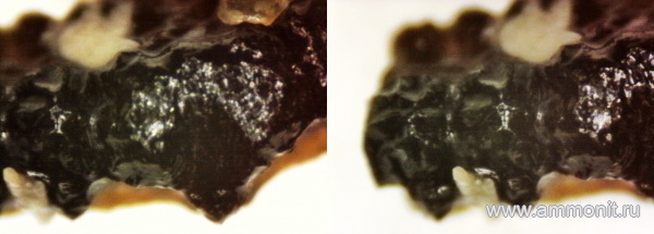 рыбы, нижний карбон, стешевский горизонт, зубы рыб, Заборье