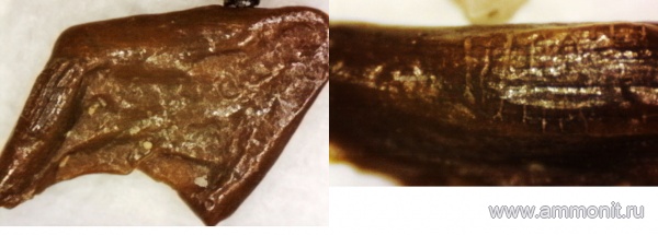 нижний карбон, стешевский горизонт, чешуя, Заборье, чешуя рыб