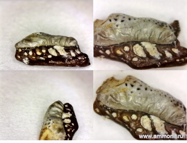 рыбы, нижний карбон, стешевский горизонт, Helodus, зубы рыб, Заборье, Helodus aversus