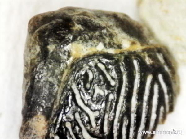 рыбы, нижний карбон, стешевский горизонт, Заборье, чешуя рыб, саркоптеригии