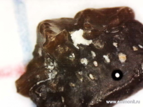 рыбы, нижний карбон, стешевский горизонт, зубы рыб, Заборье, Desmiodus