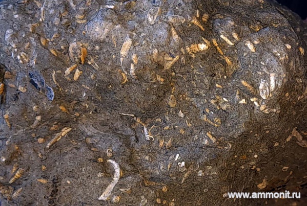 гастроподы, юра, Крым