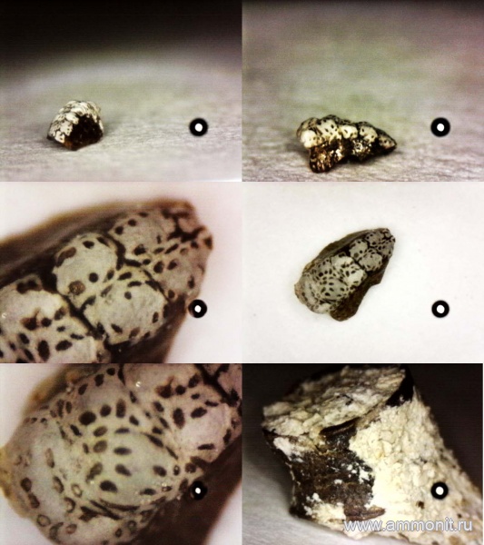 рыбы, нижний карбон, стешевский горизонт, Platyxystrodus, зубы рыб, серпуховский ярус, Заборье