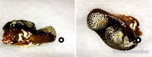 рыбы, нижний карбон, Oxytomodus, стешевский горизонт, зубы рыб, Заборье