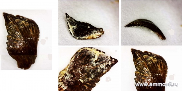 рыбы, нижний карбон, стешевский горизонт, Petalodontiformes, зубы рыб, Заборье