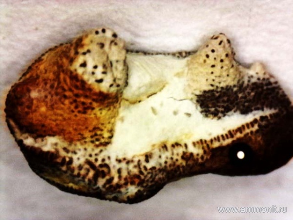 рыбы, нижний карбон, Oxytomodus, стешевский горизонт, зубы рыб, Заборье