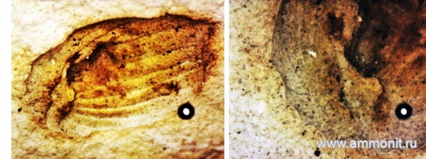 сеноман, Трудолюбовка