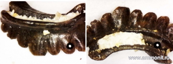 рыбы, нижний карбон, стешевский горизонт, Harpacodus, зубы рыб, Заборье