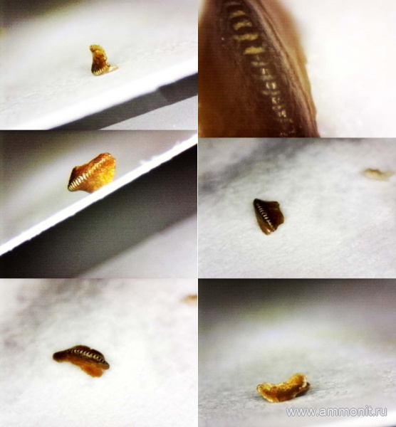 рыбы, нижний карбон, стешевский горизонт, зубы рыб, Заборье