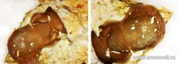 трилобиты, нижний карбон, стешевский горизонт, кранидий, Заборье, глабель, Paladin mucronatus