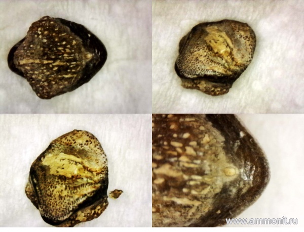 рыбы, нижний карбон, стешевский горизонт, зубы рыб, Заборье