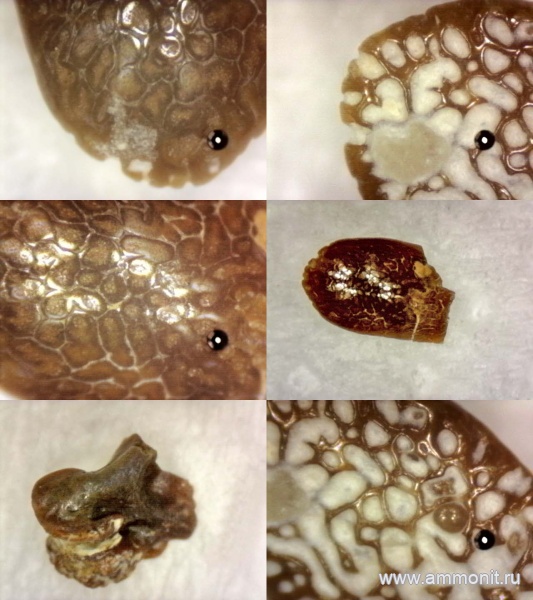 рыбы, нижний карбон, стешевский горизонт, зубы рыб, Заборье