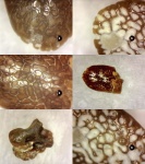 Заполированная кость.