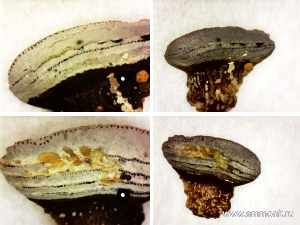 рыбы, нижний карбон, стешевский горизонт, Petalodus, зубы рыб, Заборье