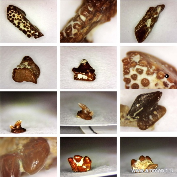 рыбы, нижний карбон, стешевский горизонт, зубы рыб, Заборье