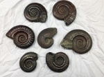 ammonite francia