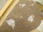 Отпечатки предков рыб в породе, музей "Помор", арх. Шпицберген