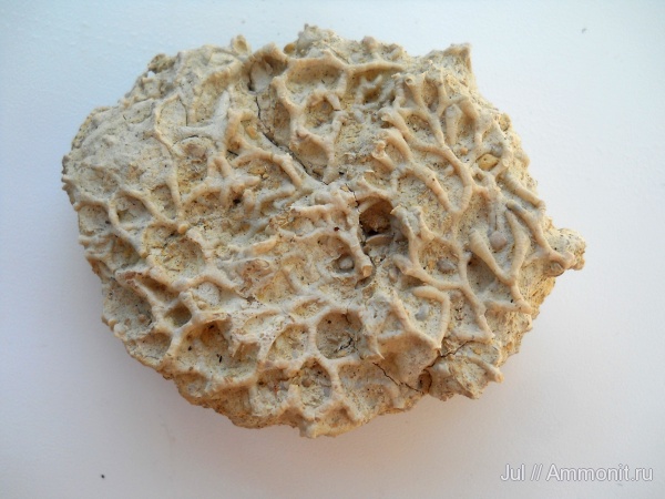 девон, кораллы, палеозой, Devonian, Aulopora, Tabulata, р. Большая Верейка