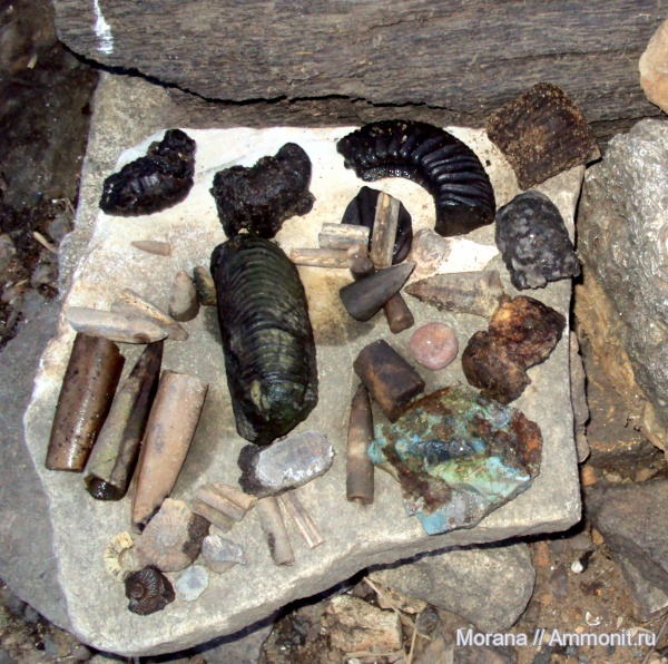 аммониты, белемниты, Ammonites, belemnites