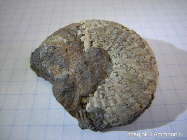аммониты, мел, Дмитров, Ammonites, Cretaceous