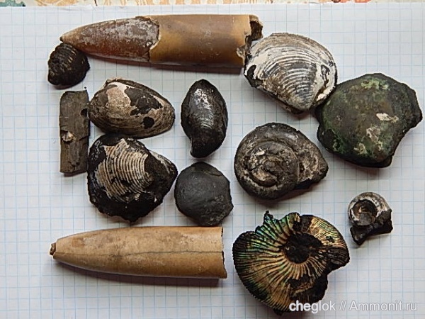 аммониты, белемниты, брахиоподы, гастроподы, юра, Москва, двустворчатые моллюски, Ammonites, Jurassic, belemnites