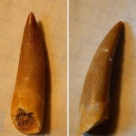 зуб водной рептилии из Марокко