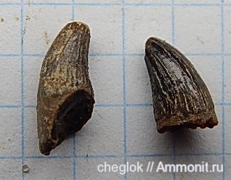 мел, Варавино, зубы рептилий, Cretaceous
