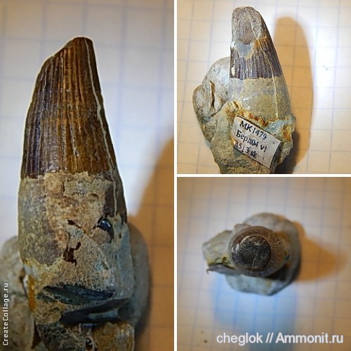 юра, зубы рептилий, Оренбургская область, нижневолжский подъярус, Jurassic