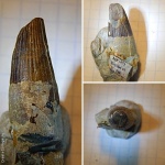 зуб рептилии из Оренбургской области
