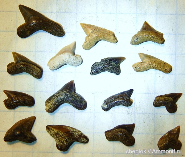 Palaeoanacorax, сеноман, зубы акул, Саратовская область, Александровка, Cenomanian, shark teeth