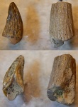 зубы завров мини
