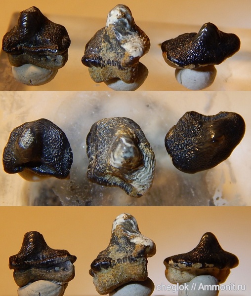 мел, США, Техас, Ptychodus whipplei, Atco Formation, Cretaceous
