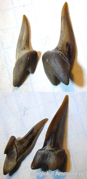 Казахстан, зубы акул, Xiphodolamia, shark teeth