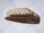 фрагмент рыбьего шипа из Цемгиганта