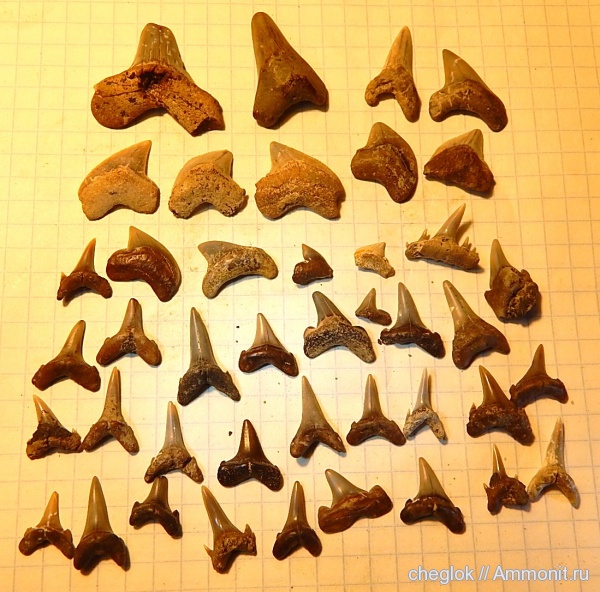 мел, Казахстан, зубы акул, сантон, Кублей, Santonian, Cretaceous, shark teeth