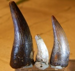 зубы плезиозавров из Кублея