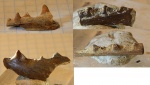 фрагменты челюстей рыб из Кублея