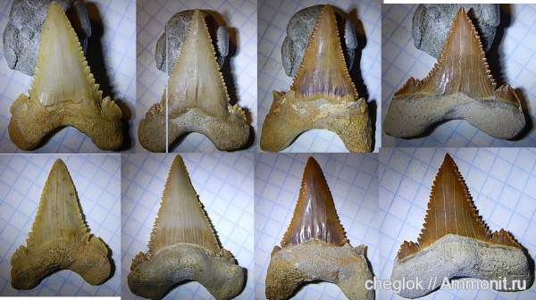 палеоген, Марокко, акулы, зубы акул, зубы рыб, Palaeocarcharodon, Palaeocarcharodon landanensis, fish teeth, shark teeth, sharks